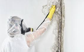 Best Residential Mold Inspection & Testing  in Palmer, AK